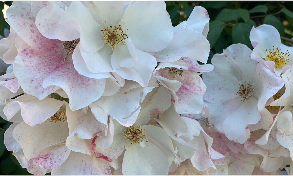 f:id:haruko41:20230702194135j:image