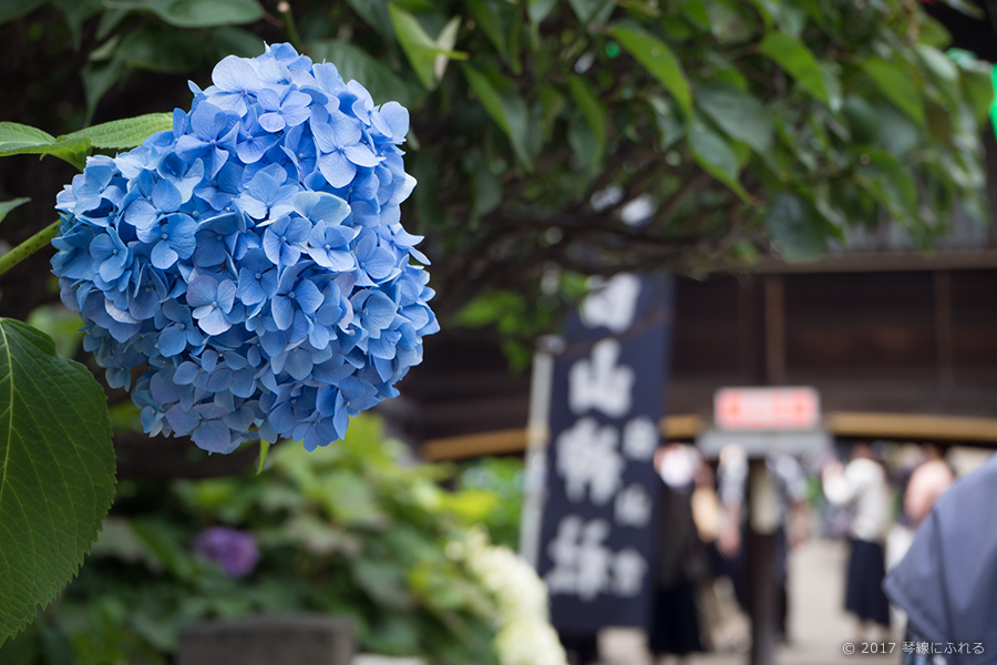 f:id:harukolate:20170615154213j:plain f:id:harukolate:20170615154213j:plain