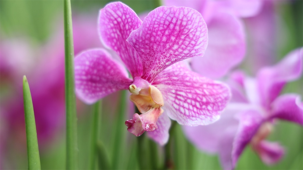 f:id:harumxyz:20190710221227j:image