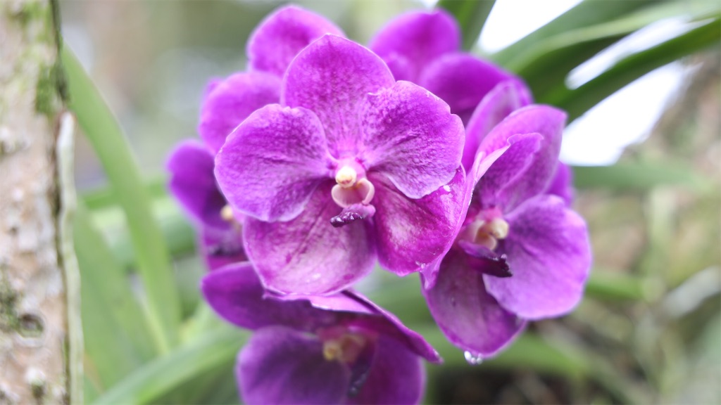 f:id:harumxyz:20190710223320j:image