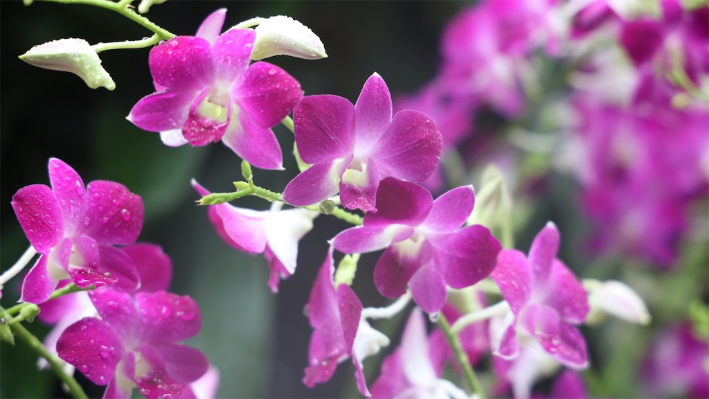 f:id:harumxyz:20190710223330j:image