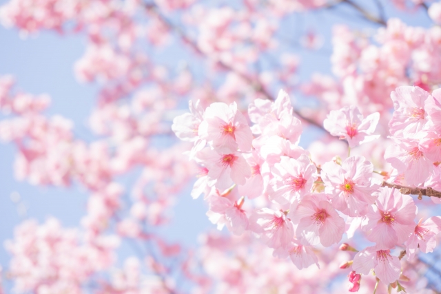 f:id:haruna0204:20180404190043j:plain