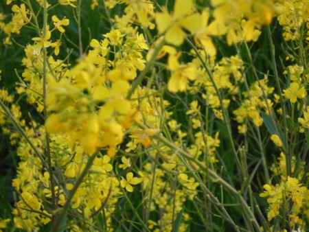 f:id:harunappa:20090331181009j:image