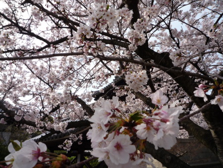 f:id:harunappa:20090405152031j:image
