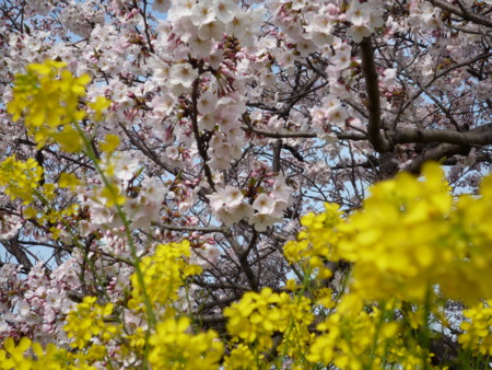 f:id:harunappa:20090405153433j:image