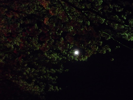 f:id:harunappa:20090409205052j:image