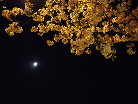 f:id:harunappa:20090409210111j:image