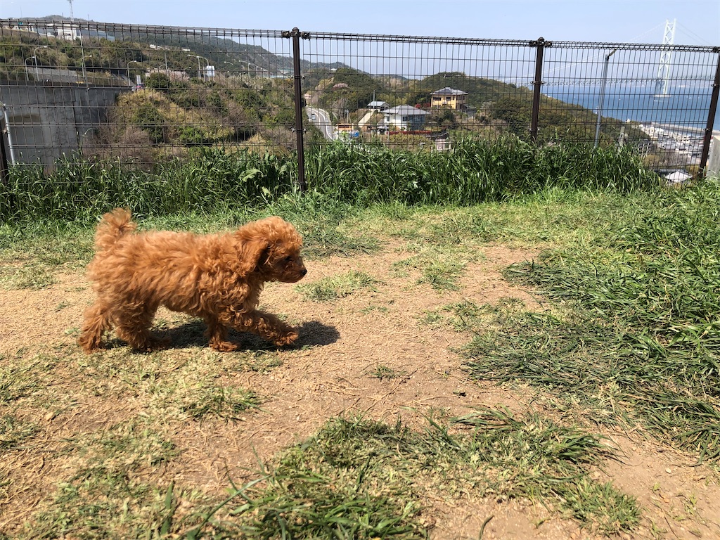 f:id:harunoutao:20220410131352j:image f:id:harunoutao:20220410131352j:image