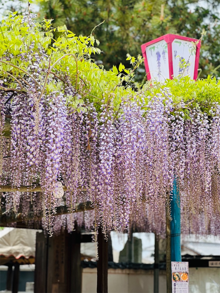 f:id:harunoutao:20230421234216j:image