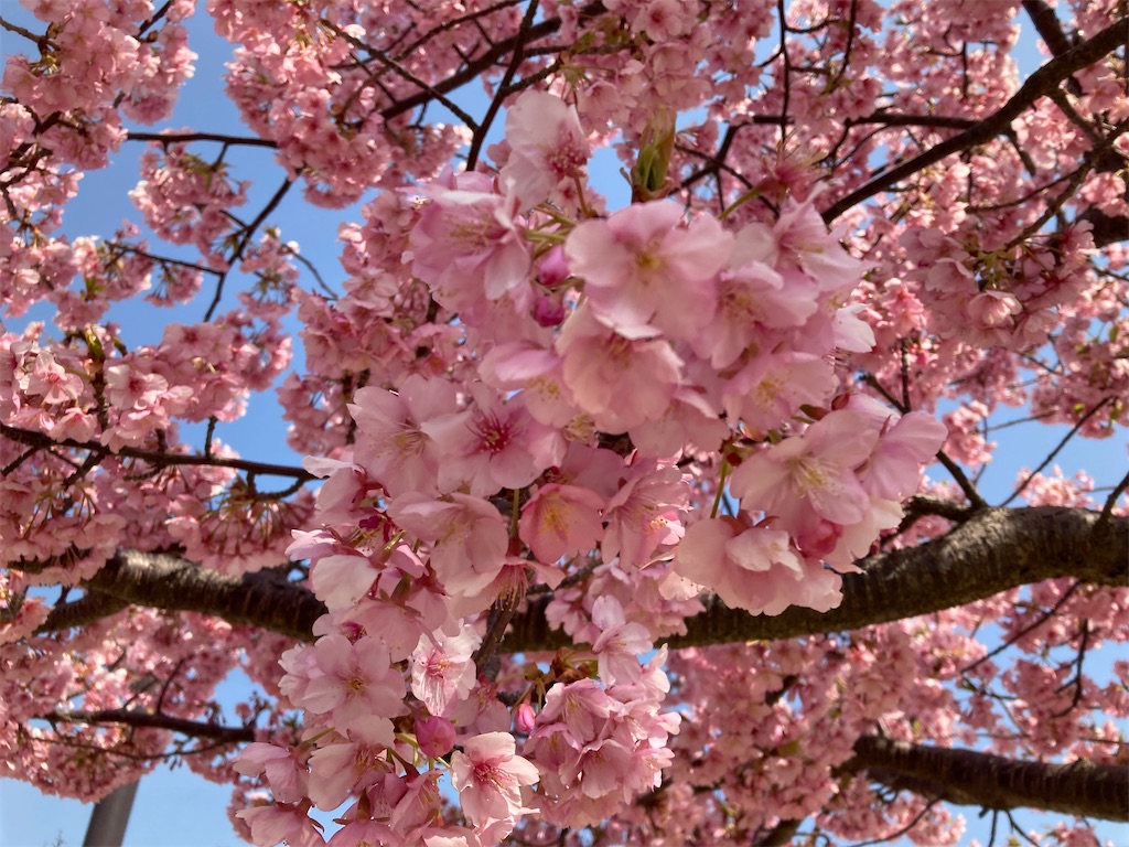 f:id:harunp:20220312151549j:image f:id:harunp:20220312151549j:image