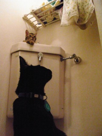 f:id:harupu:20081017000940j:image