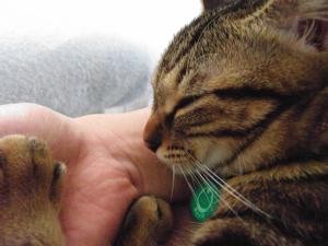 f:id:harupu:20081019232714j:image