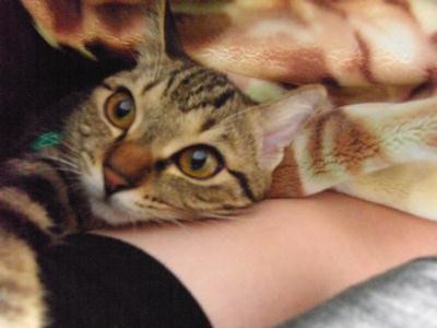 f:id:harupu:20081022235655j:image
