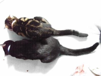 f:id:harupu:20081028000120j:image