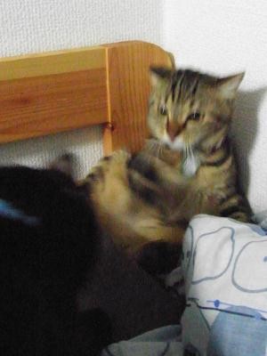 f:id:harupu:20081212000820j:image