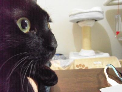 f:id:harupu:20081216083946j:image