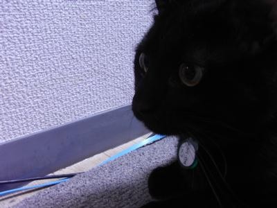f:id:harupu:20090201205711j:image