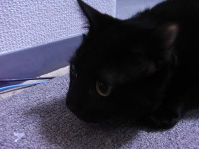 f:id:harupu:20090201205712j:image