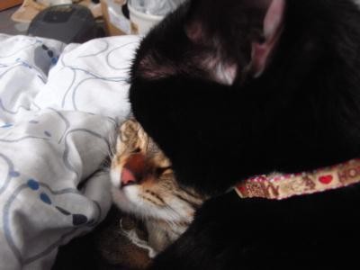 f:id:harupu:20090302224624j:image
