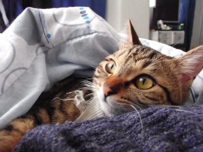 f:id:harupu:20090302224635j:image