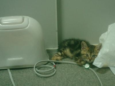f:id:harupu:20090528010838j:image