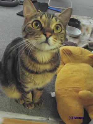 f:id:harupu:20090531171241j:image