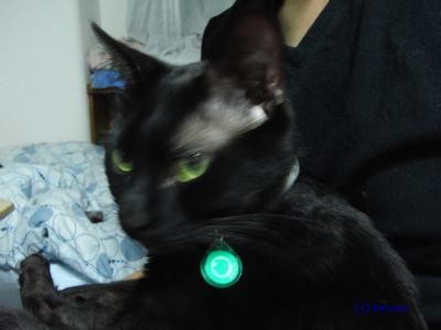 f:id:harupu:20090531171245j:image