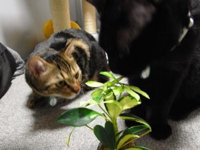 f:id:harupu:20090906233238j:image
