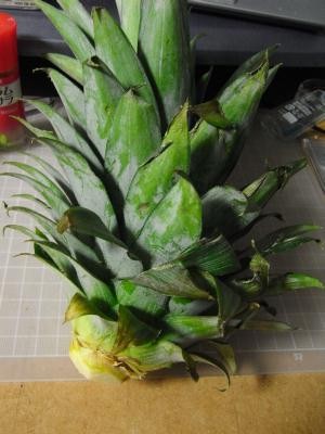 f:id:harupu:20090909074434j:image