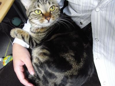 f:id:harupu:20091125004620j:image