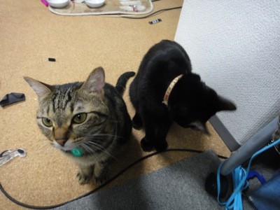 f:id:harupu:20100703233204j:image