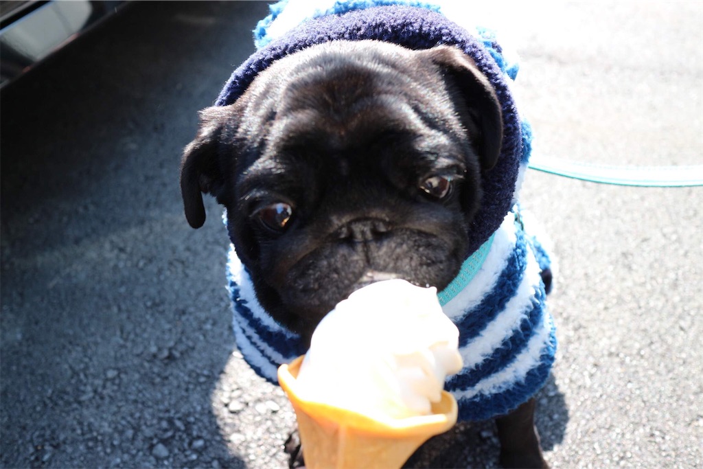f:id:harupug:20190329213951j:image