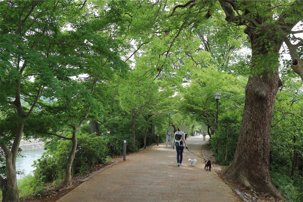 f:id:harupug:20190610230131j:image