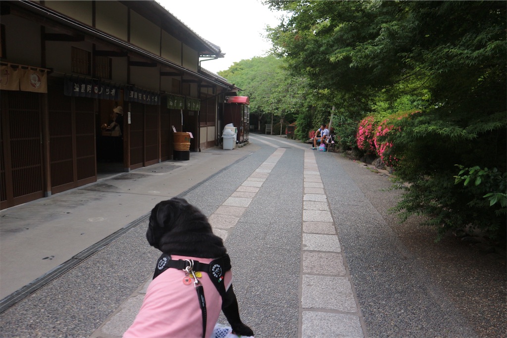 f:id:harupug:20190612115529j:image