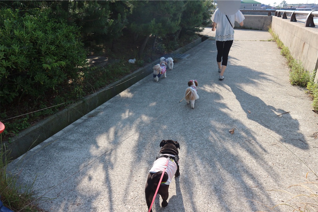 f:id:harupug:20190618125742j:image