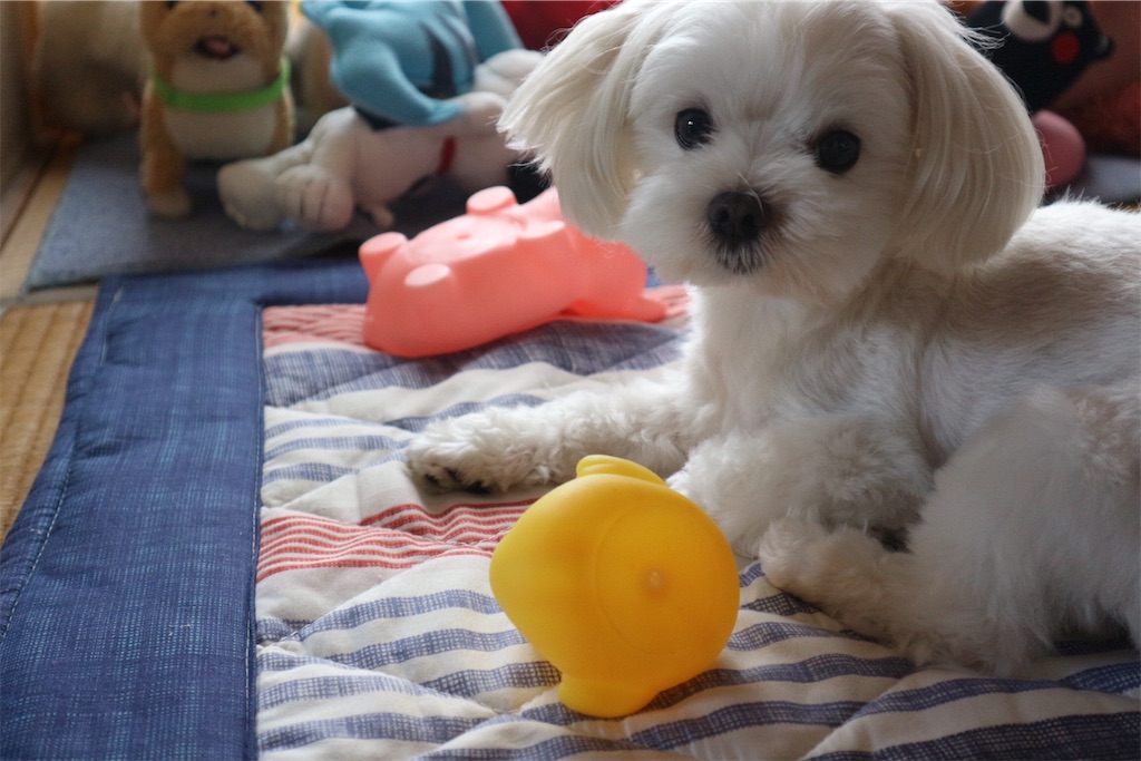 f:id:harupug:20190728163657j:image