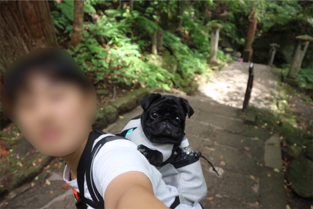 f:id:harupug:20190810115918j:image