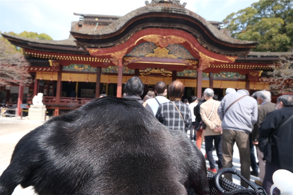 f:id:harupug:20230108113442j:image f:id:harupug:20230108113442j:image