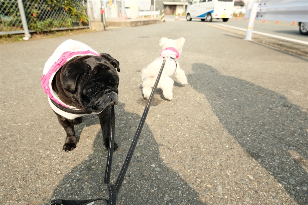 f:id:harupug:20230108113509j:image f:id:harupug:20230108113509j:image