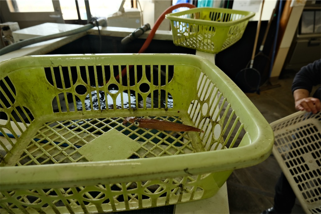 f:id:harupug:20230108113836j:image f:id:harupug:20230108113836j:image