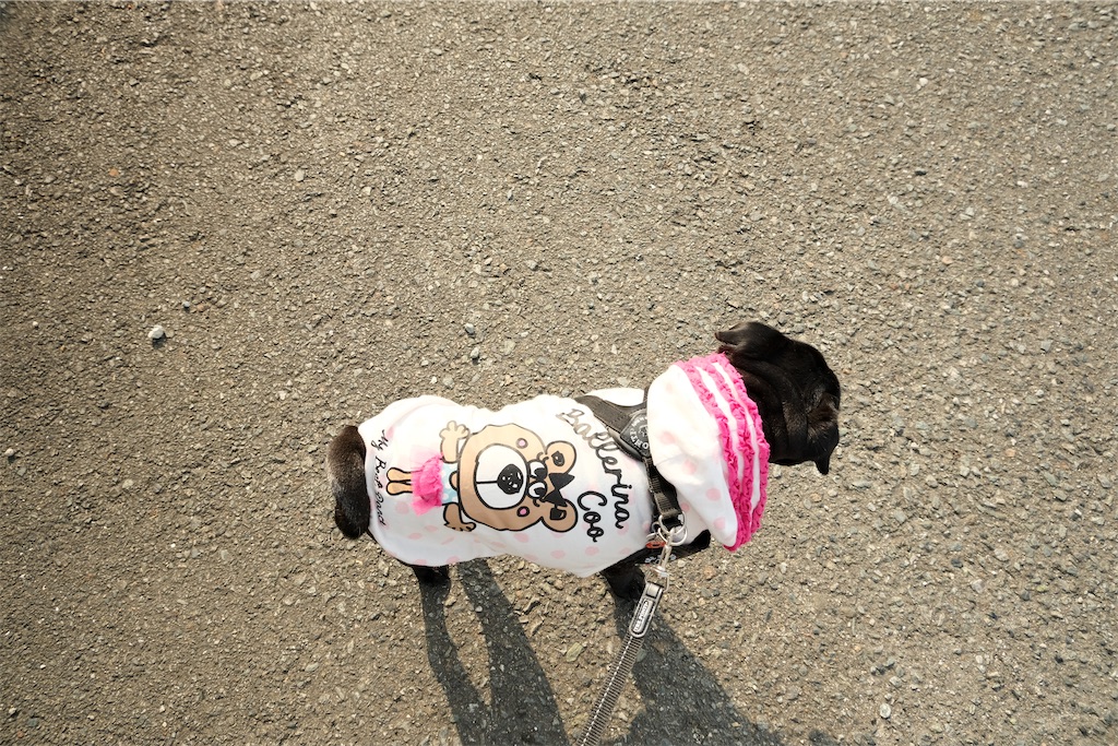 f:id:harupug:20230108114005j:image f:id:harupug:20230108114005j:image