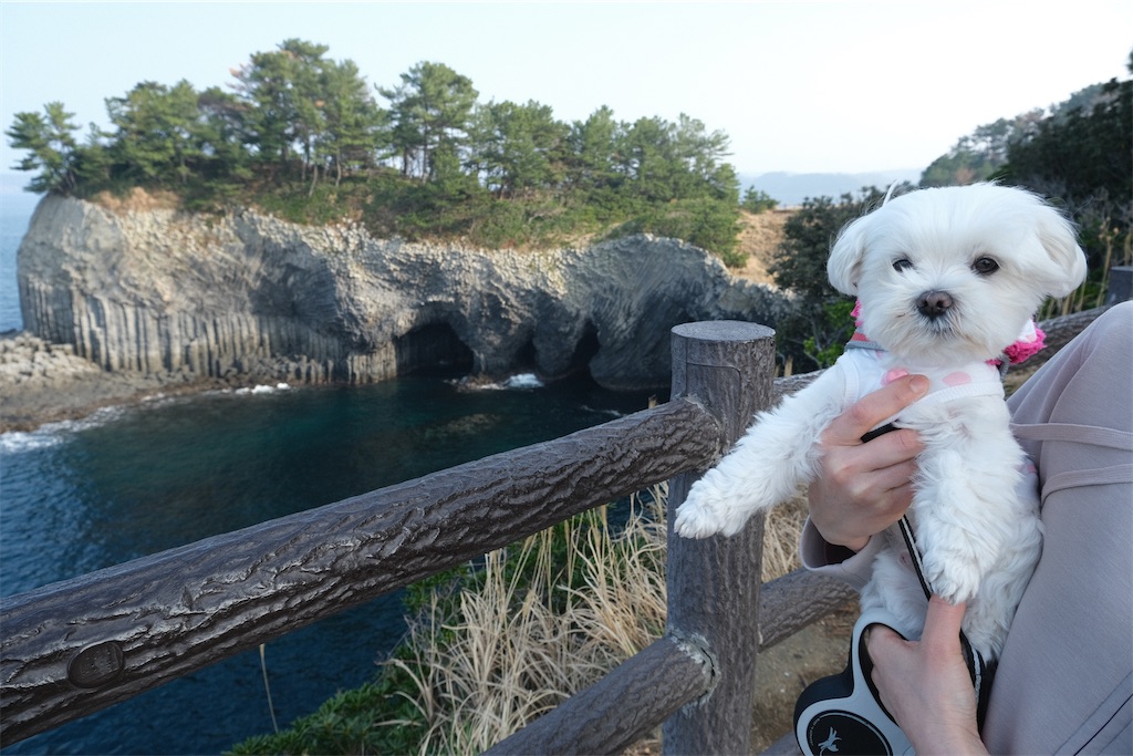 f:id:harupug:20230108114022j:image f:id:harupug:20230108114022j:image