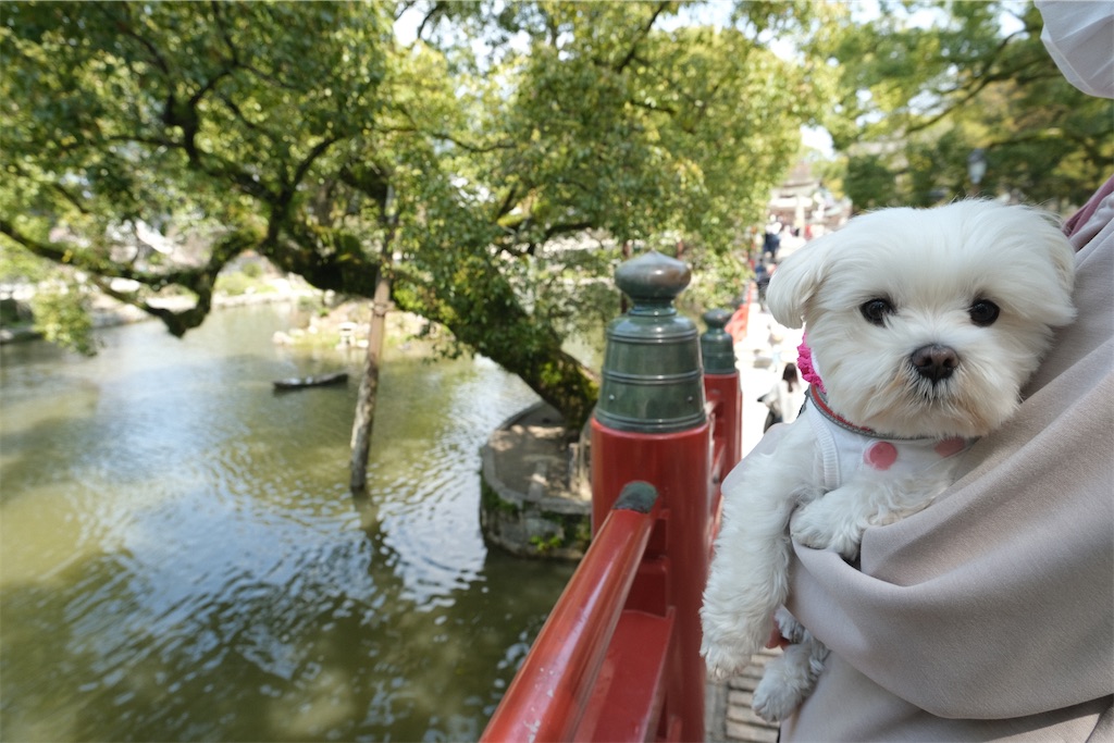 f:id:harupug:20230108114112j:image f:id:harupug:20230108114112j:image