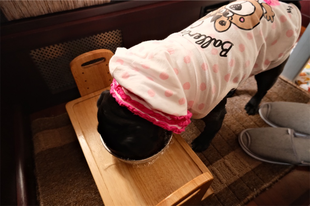f:id:harupug:20230108114126j:image f:id:harupug:20230108114126j:image