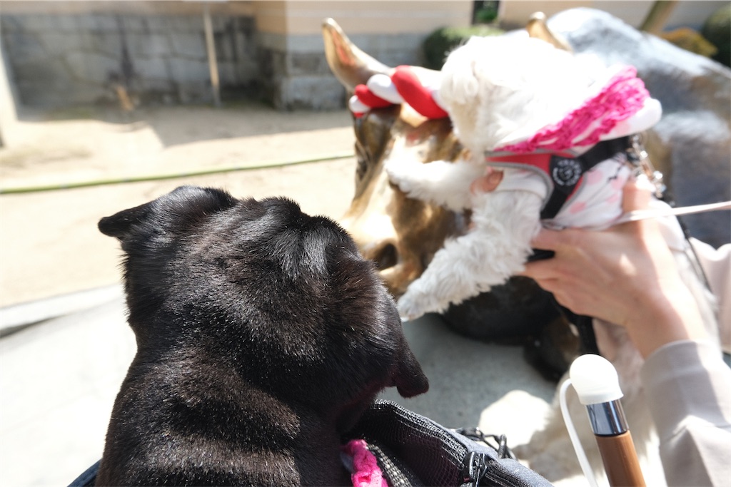 f:id:harupug:20230108114132j:image f:id:harupug:20230108114132j:image