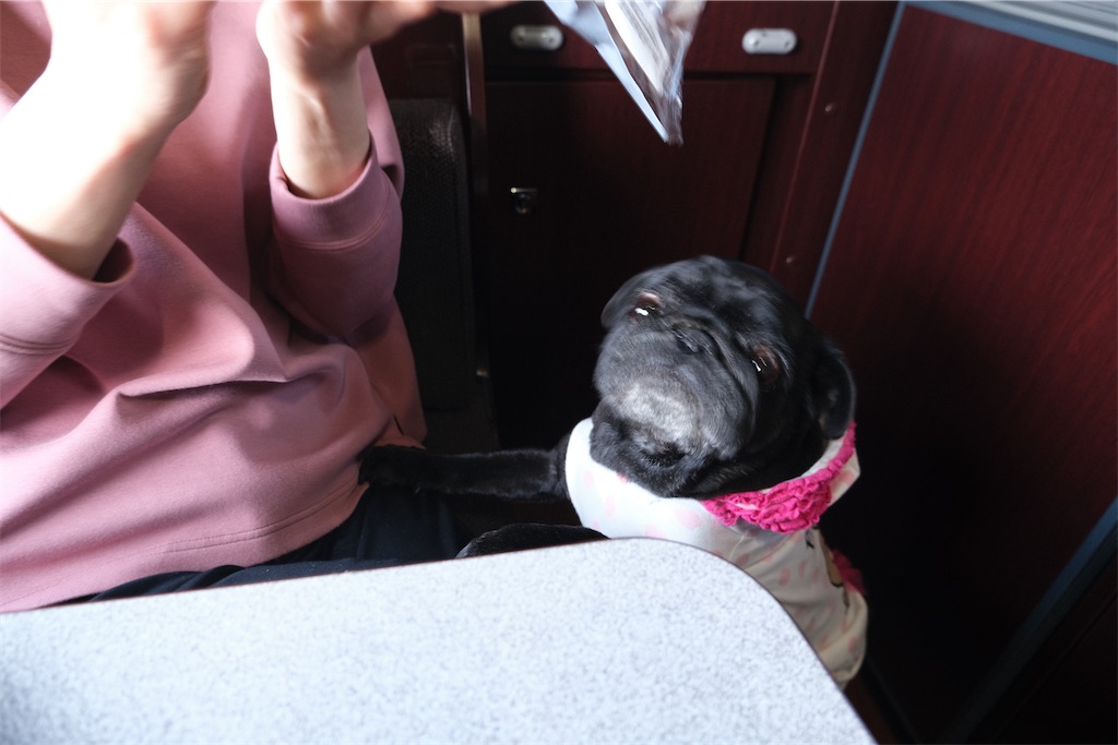 f:id:harupug:20230108114145j:image f:id:harupug:20230108114145j:image