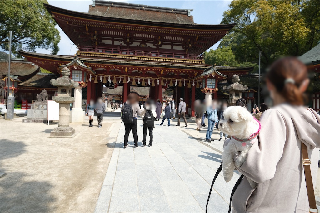 f:id:harupug:20230108114229j:image f:id:harupug:20230108114229j:image