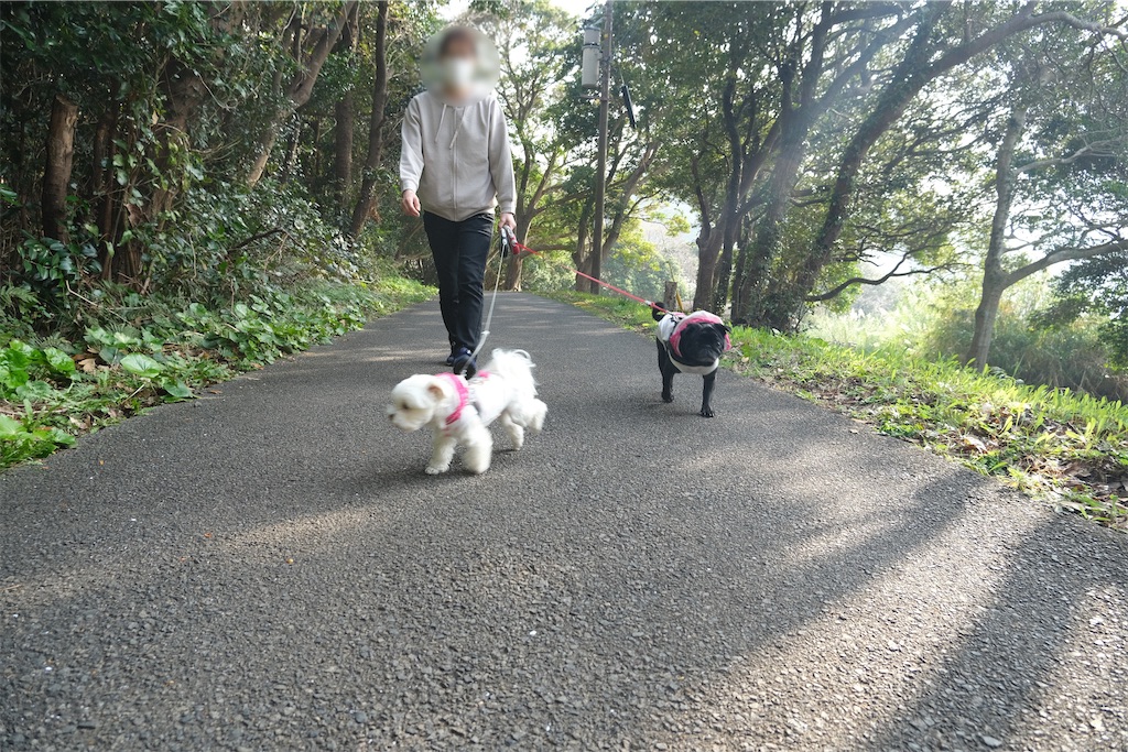 f:id:harupug:20230108114236j:image f:id:harupug:20230108114236j:image