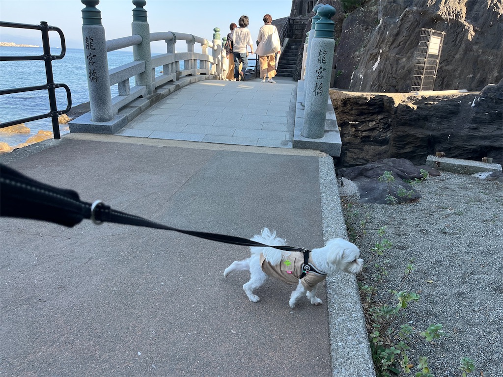 f:id:harupug:20240104185536j:image