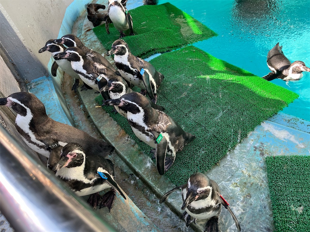 f:id:harupug:20240104185545j:image